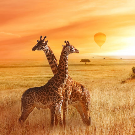 Collection image for: Giraffe