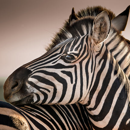 Collection image for: Zebra