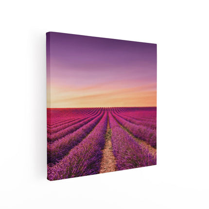 Canvas schilderij vierkant Paarse Lavendel Bloemenveld