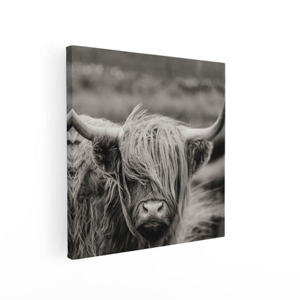 Canvas schilderij vierkant Schotse Hooglander Koe - Zwart Wit