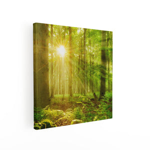 Canvas schilderij vierkant Groen Bos Met Schijnende Zonnestralen