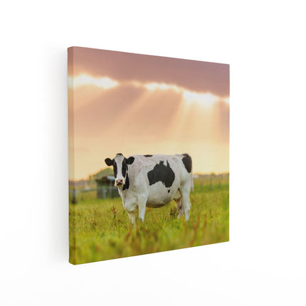 Canvas schilderij vierkant Zwart Wit Koe In De Wei Bij Zonsopkomst