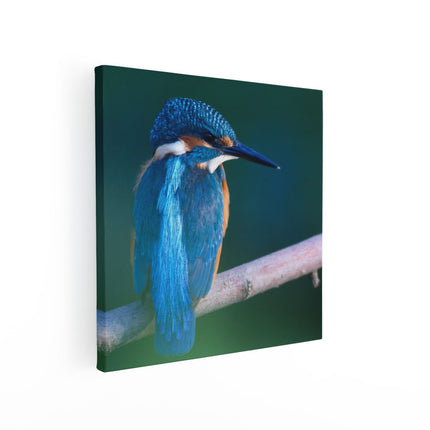 Canvas schilderij vierkant Blauwe IJsvogel Op Een Tak