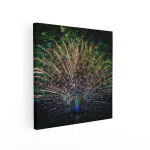 Canvas schilderij vierkant Pauw Met Kleurrijke Veren - Kleur