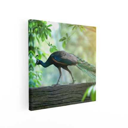Canvas schilderij vierkant Pauw Loopt Op Een Tak In De Natuur