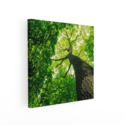 Canvas schilderij vierkant Boom In Het Bos Met Fel Groene Bladeren