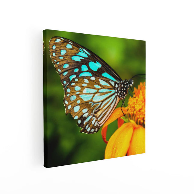 Canvas schilderij vierkant Blauwe Vlinder Bij Een Oranje Bloem