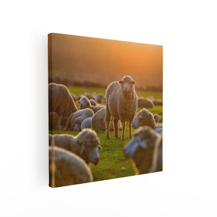 Canvas schilderij vierkant Kudde Schapen bij Zonsondergang