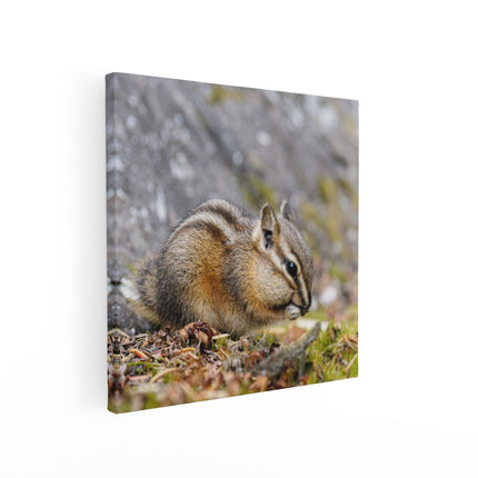 Canvas schilderij vierkant Eekhoorn op het Gras tussen de Bladeren