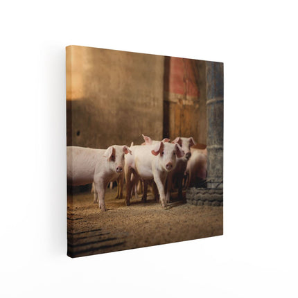 Canvas schilderij vierkant Varkens op een Boerderij Stal