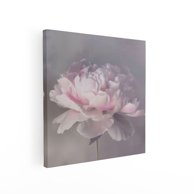 Canvas schilderij vierkant Roze Pioenroos op een Witte Achtergrond