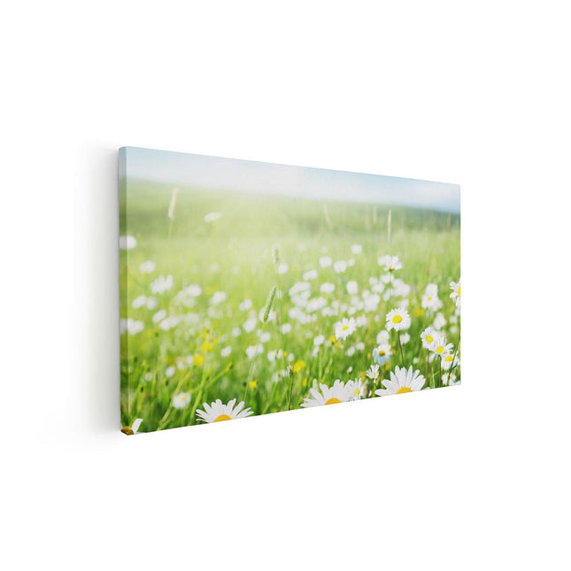 Canvas schilderij vooraanzicht Bloemenveld Van Madeliefjes - Bloemen