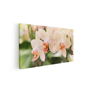 Canvas schilderij vooraanzicht Gestreepte Witte Orchidee Bloemen