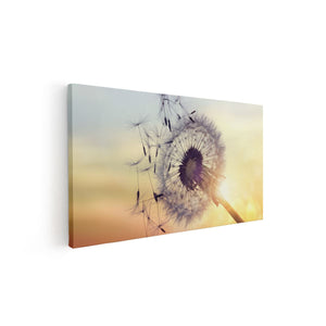 Canvas schilderij vooraanzicht Paardenbloem Tijdens Zonsondergang