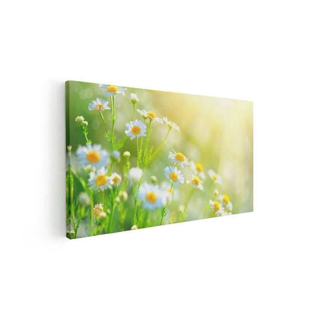 Canvas schilderij vooraanzicht Witte Kamille Bloemen Met Zonneschijn