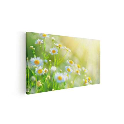 Canvas schilderij vooraanzicht Witte Kamille Bloemen Met Zonneschijn