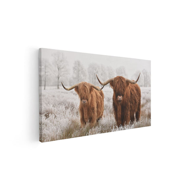 Canvas schilderij vooraanzicht Twee Schotse Hooglander Koeien In De Wei