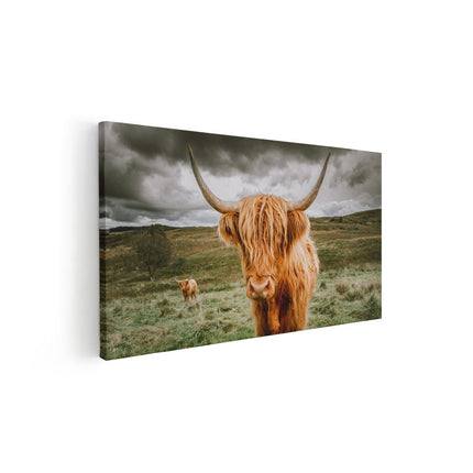 Canvas schilderij vooraanzicht Schotse Hooglanders In De Wei - Kleur