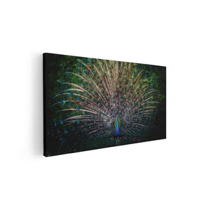 Canvas schilderij vooraanzicht Pauw Met Kleurrijke Veren - Kleur