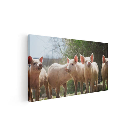 Canvas schilderij vooraanzicht Groep Jonge Varkens