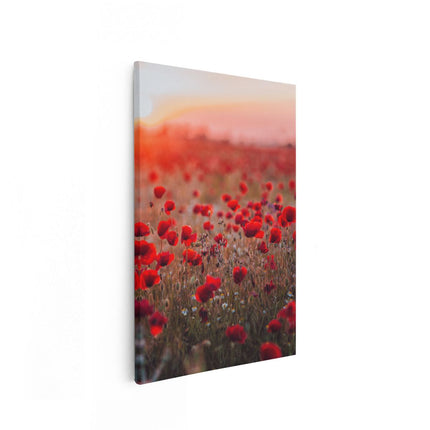 Canvas schilderij vooraanzicht Rode Klaprozen Bloemenveld Zonsondergang