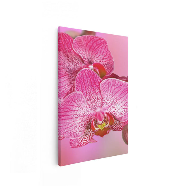 Canvas schilderij vooraanzicht Roze Orchidee Bloemen