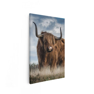 Canvas schilderij vooraanzicht Schotse Hooglander Koe - Kleur