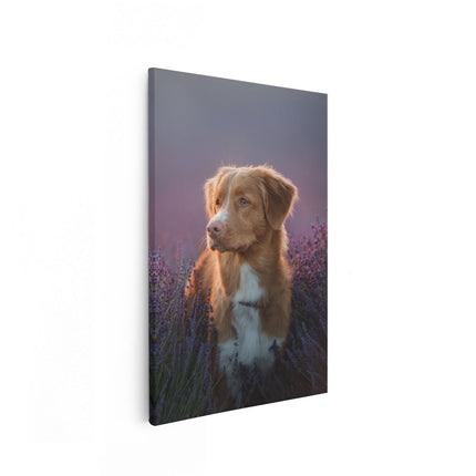 Canvas schilderij vooraanzicht Retriever Hond Tussen De Lavendel Bloemen