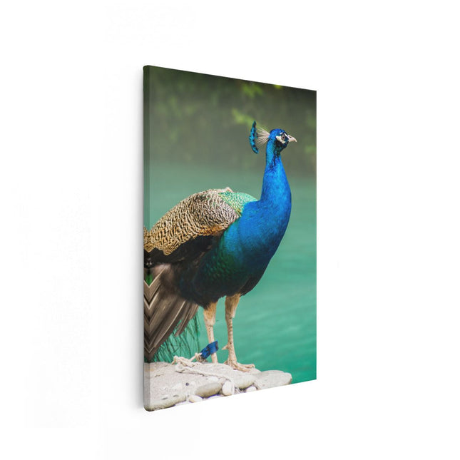 Canvas schilderij vooraanzicht Kleurrijke Pauw Bij Het Water