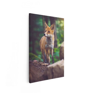 Canvas schilderij vooraanzicht Vos in het Bos bij Stenen