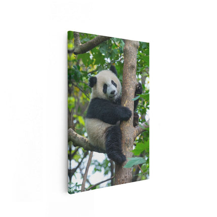 Canvas schilderij vooraanzicht Panda in de Bomen