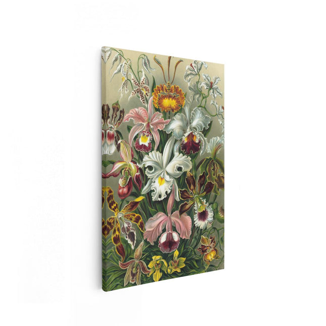 Canvas schilderij vooraanzicht Orchidee - Bloemen - Ernst Haeckel