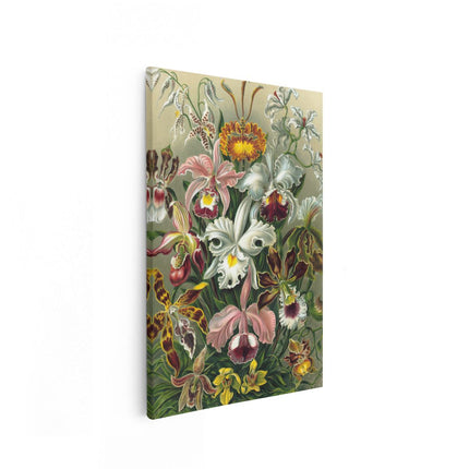 Canvas schilderij vooraanzicht Orchidee - Bloemen - Ernst Haeckel