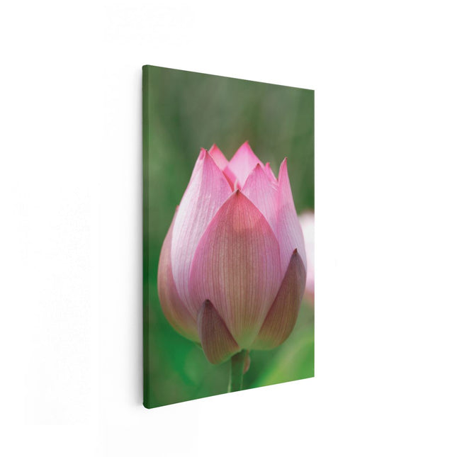 Canvas schilderij vooraanzicht Roze Lotusbloem