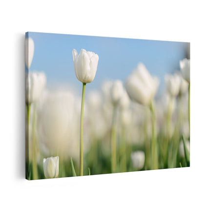 Canvas schilderij vooraanzicht Witte Tulpen - Bloemen