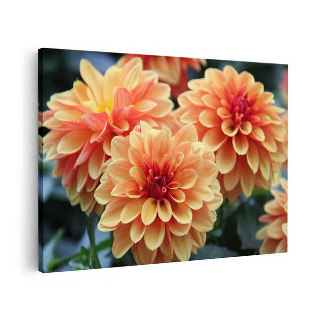 Canvas schilderij vooraanzicht Oranje Dahlia Bloemen 
