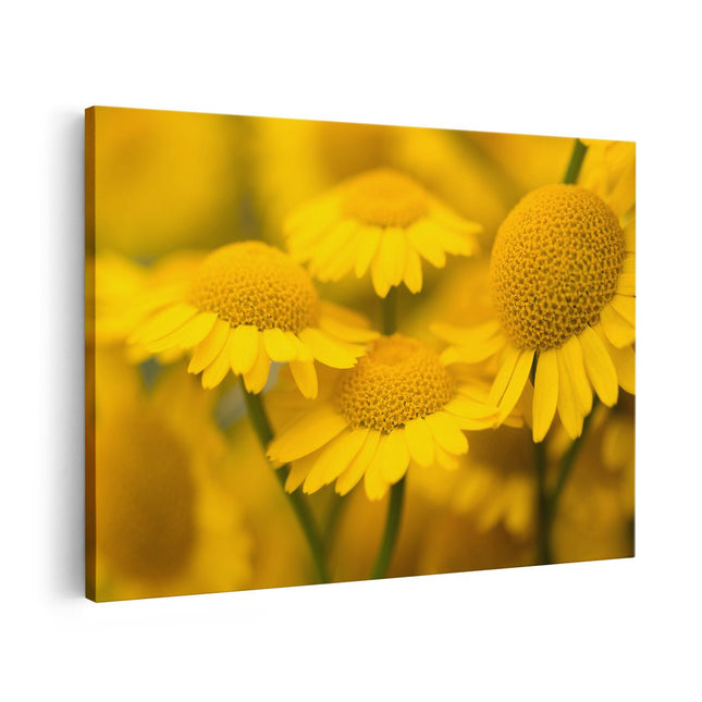 Canvas schilderij vooraanzicht Gele Kamille Bloemen