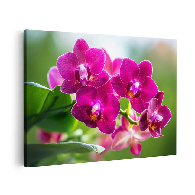 Canvas schilderij vooraanzicht Roze Orchidee Bloemen