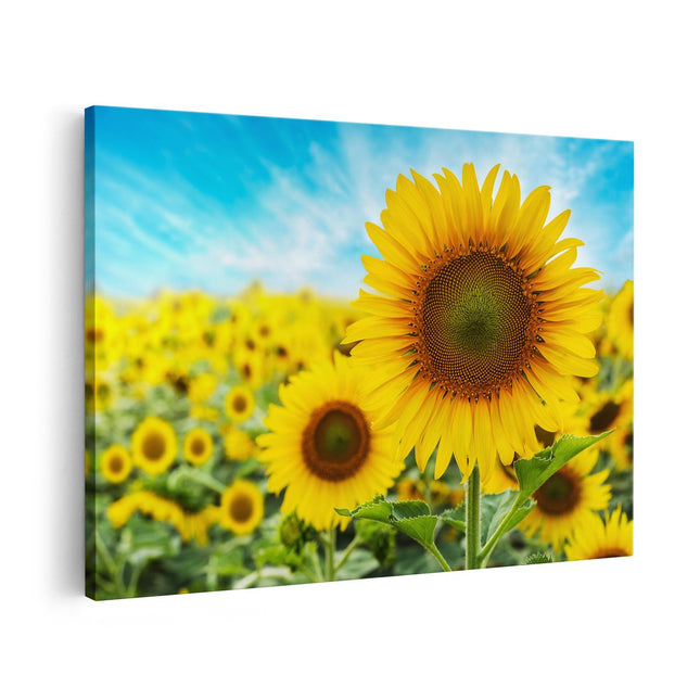 Canvas schilderij vooraanzicht Zonnebloemen Veld 