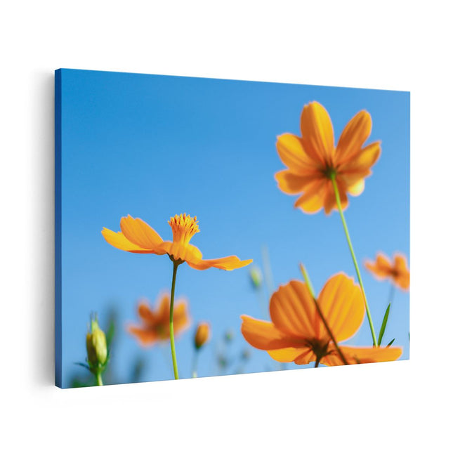 Canvas schilderij vooraanzicht Oranje Cosmea Bloemen