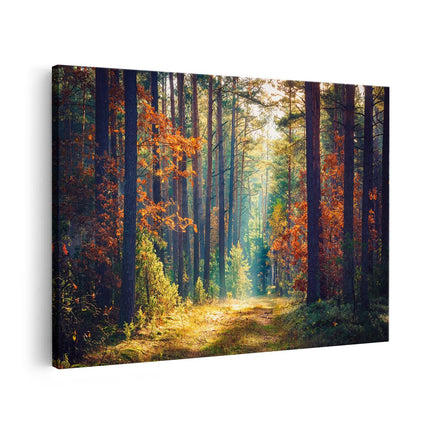 Canvas schilderij vooraanzicht Herfstbos Met Zonneschijn - Kleur