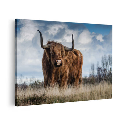 Canvas schilderij vooraanzicht Schotse Hooglander Koe - Kleur