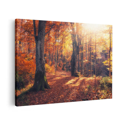 Canvas schilderij vooraanzicht Oranje Herfstbos Met Zonneschijn