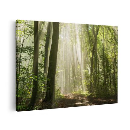 Canvas schilderij vooraanzicht Bos Met Bomen En Zonneschijn