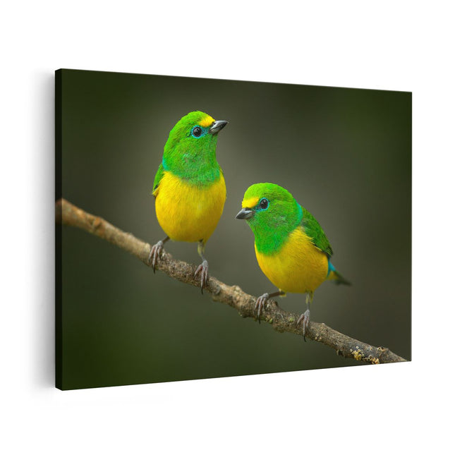 Canvas schilderij vooraanzicht Twee Groen Gele Zangvogels Op Een Tak