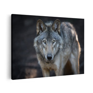 Canvas schilderij vooraanzicht Wolvenkop - Grijze Wolf