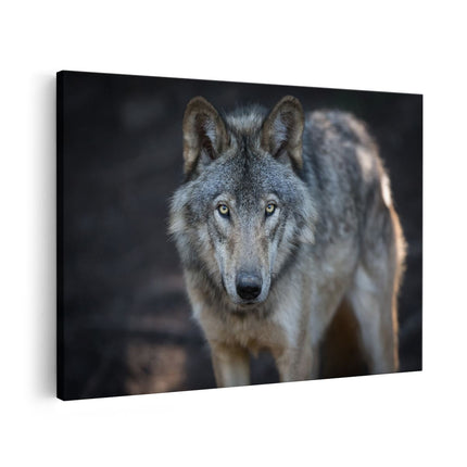Canvas schilderij vooraanzicht Wolvenkop - Grijze Wolf