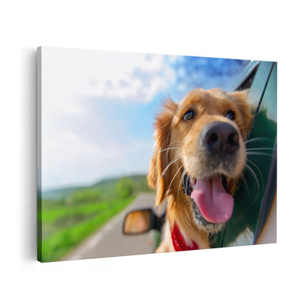 Canvas schilderij vooraanzicht Golden Retriever Hond Uit Een Auto Raam