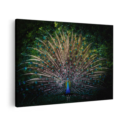 Canvas schilderij vooraanzicht Pauw Met Kleurrijke Veren - Kleur