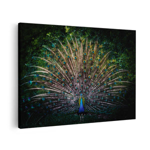 Canvas schilderij vooraanzicht Pauw Met Kleurrijke Veren - Kleur